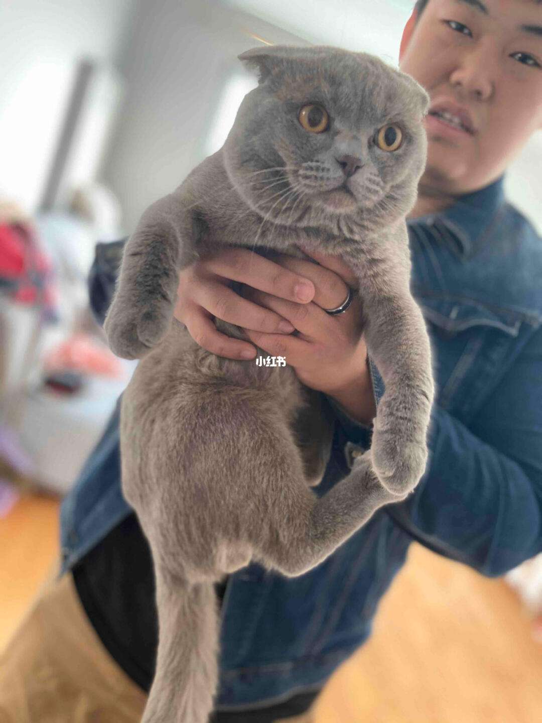 包含软件同城猫猫喂养下载的词条